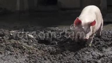 猪猪猪圈泥